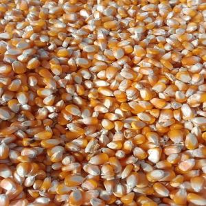 Indian Yellow Maize Seeds