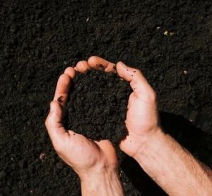 Pure and Natural Vermicompost Powder