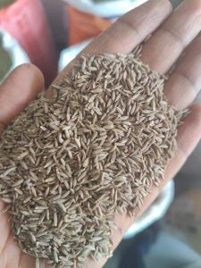 Cumin Seeds