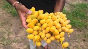 Barhi Dates