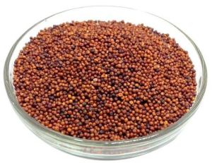 Finger Millet Seeds