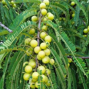 Indian Gooseberry