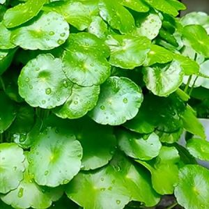 Indian Pennywort Leaves