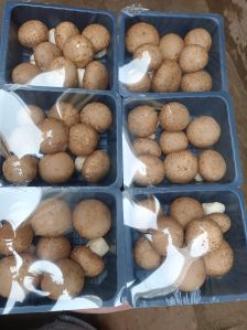 Fresh Cremini Mushroom