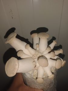 Fresh King Oyster Mushroom