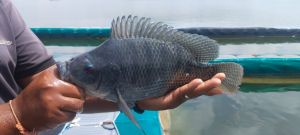 Live Tilapia Fish