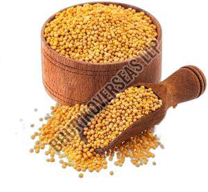 Yellow Mustard Seeds