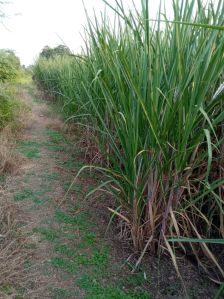 Cane Sugar