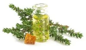 Thyme Oil