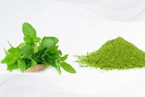 Tulsi Powder