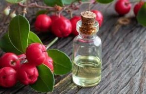 Wintergreen Oil