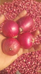 Organic Onion