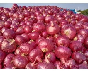 A Grade Fresh Red Onion