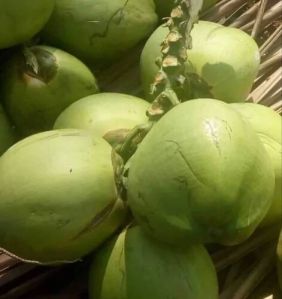 A Grade Solid Green Tender Coconut