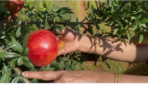 Fresh Pomegranate