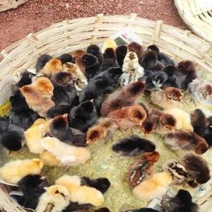 Live Desi Multicolor Sonali Chicks