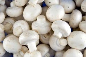 Natural Button Mushroom