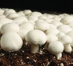 White Button Mushroom