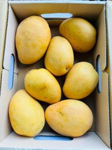 Fresh Yellow Banginapalli Mango