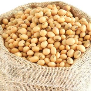 Soyabean