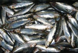 Live Sardines Fish