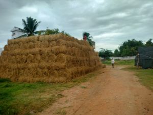 Paddy Straw GOOD quality