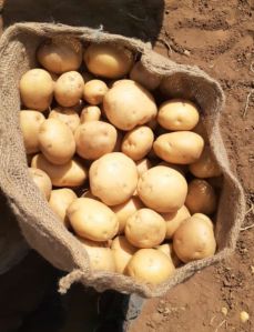 A Grade Pukhraj Potato