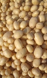 Fresh Pukhraj Potato