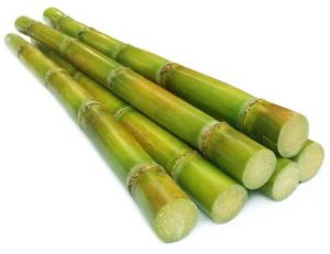 fresh sugarcane