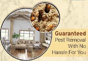 Termite Control Services