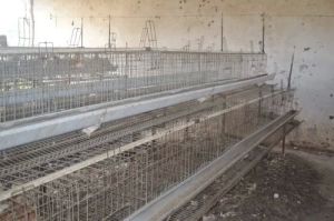 Galvanized Iron Poultry Grower Cage