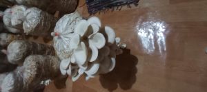 Fresh Oyster Mushroom