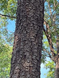 Red Sandal Wood tree