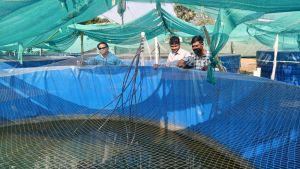 Biofloc Fish Farming Service