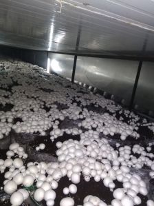 Button Mushroom Farming Service