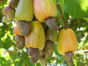 Raw Cashew