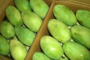 Fresh Langra Mango