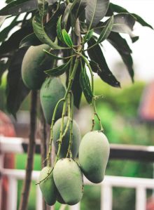 Mango Fruit