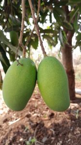 Mango Fruit