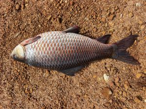 Fresh Rohu Fish