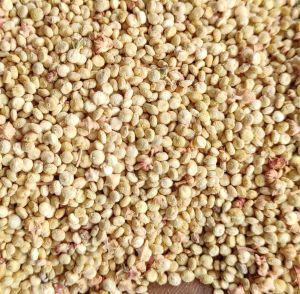 white quinoa seeds