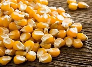 Yellow Corn Seeds