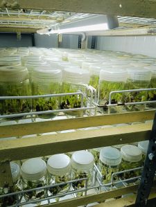 Tissue Cultured Plants