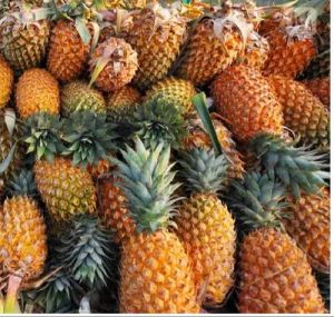 Fresh Pineapple