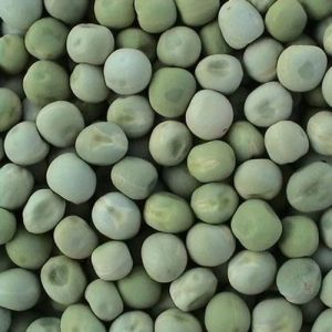 Peas PB-89 Seed