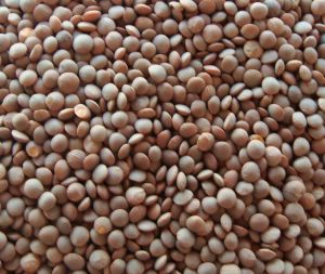 PL-8 Masoor Dal Seed