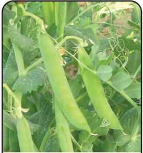 Pragati Peas Seed