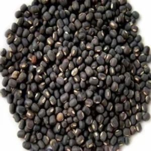 PU-31 Urad Dal Seed