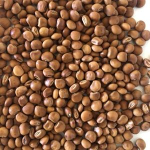 Pusa 2001 Pigeon Pea Seed