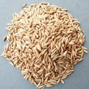 Sharbati Paddy Seed